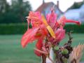  la serre du donjon  - fleurs du donjon fleur du donjon 031